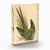 James Sowerby Ground Parrot, Psittacus terrestris Fotoblock (Links)