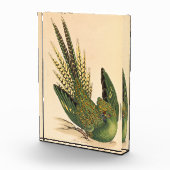 James Sowerby Ground Parrot, Psittacus terrestris Fotoblock (Rechts)