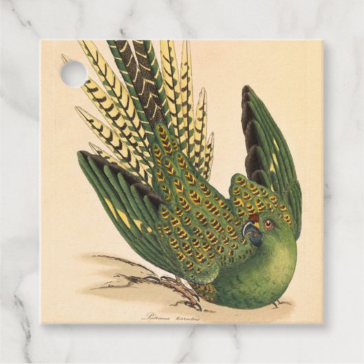 James Sowerby Ground Parrot, Psittacus terrestris Geschenkanhänger (Vorderseite)