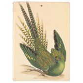 James Sowerby Ground Parrot, Psittacus terrestris Klemmbrett (Rückseite)