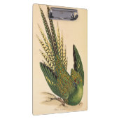 James Sowerby Ground Parrot, Psittacus terrestris Klemmbrett (Rechts)