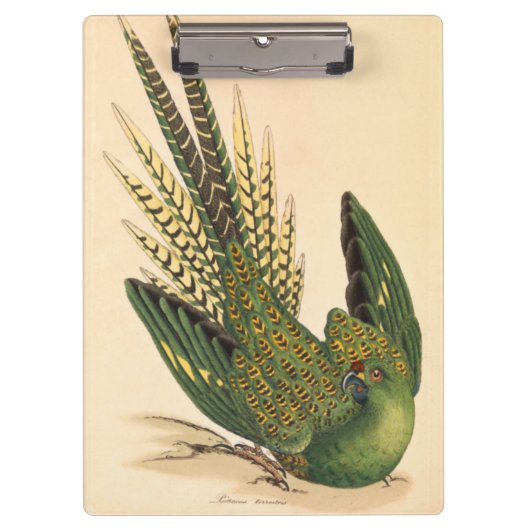 James Sowerby Ground Parrot, Psittacus terrestris Klemmbrett (Vorderseite)