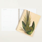 James Sowerby Ground Parrot, Psittacus terrestris Planer (Anzeige)