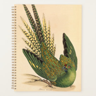 James Sowerby Ground Parrot, Psittacus terrestris Planer