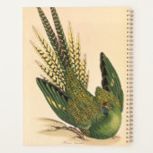 James Sowerby Ground Parrot, Psittacus terrestris Planer (Rückseite)