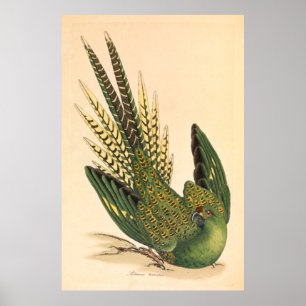 James Sowerby Ground Parrot, Psittacus terrestris Poster