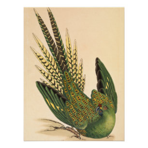 James Sowerby Ground Parrot, Psittacus terrestris Poster