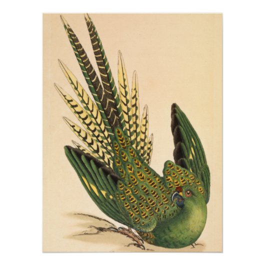 James Sowerby Ground Parrot, Psittacus terrestris Poster (Vorderseite)