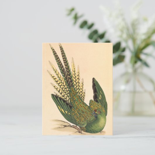 James Sowerby Ground Parrot, Psittacus terrestris Postkarte (Stehend Vorderseite)