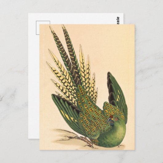 James Sowerby Ground Parrot, Psittacus terrestris Postkarte (Vorne/Hinten)