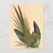 James Sowerby Ground Parrot, Psittacus terrestris Postkarte (Vorderseite)