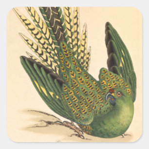 James Sowerby Ground Parrot, Psittacus terrestris Quadratischer Aufkleber