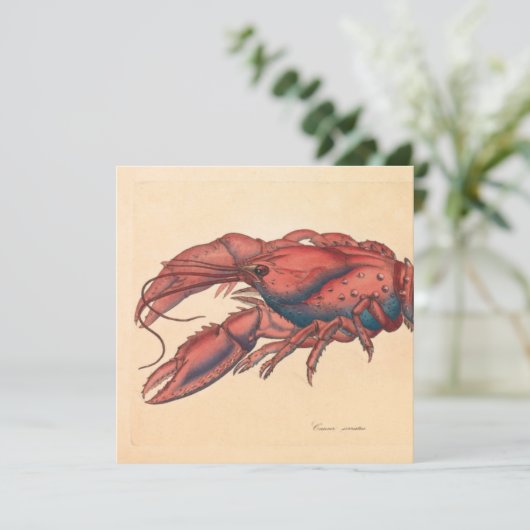 James Sowerby Serrated Lobster (Stehend Vorderseite)