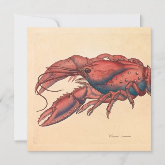 James Sowerby Serrated Lobster (Vorderseite)