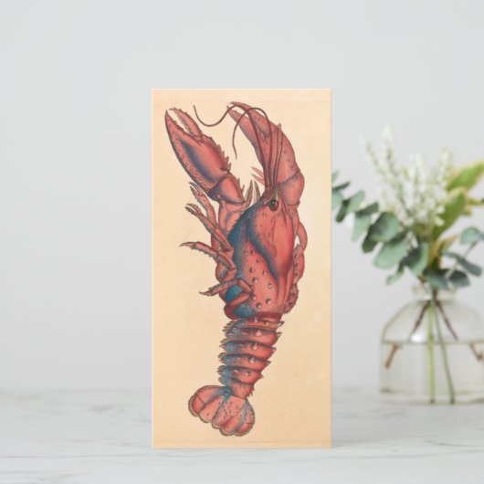 James Sowerby Serrated Lobster (Stehend Vorderseite)