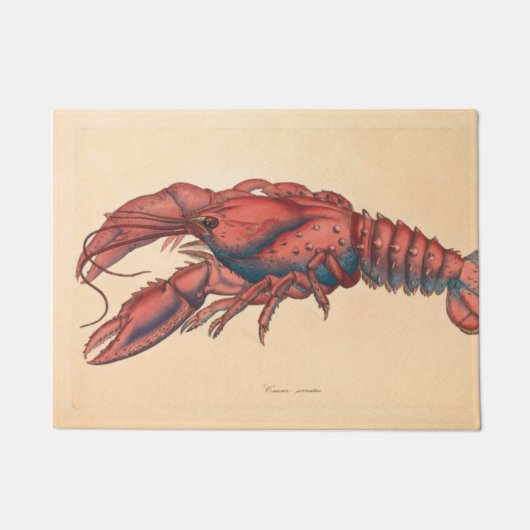 James Sowerby Serrated Lobster Fußmatte (Vorderseite)