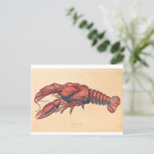 James Sowerby Serrated Lobster Postkarte