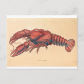 James Sowerby Serrated Lobster Postkarte (Vorderseite)