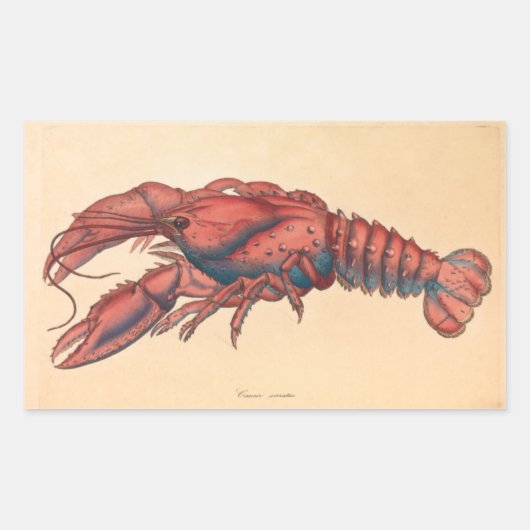 James Sowerby Serrated Lobster Rechteckiger Aufkleber (Vorderseite)
