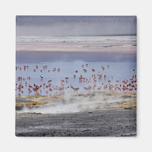 James's Flamingo, Phoenicoparrus jamesi Magnet