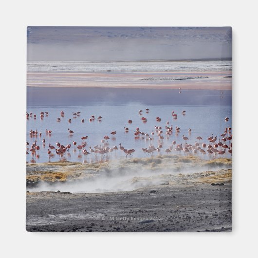 James's Flamingo, Phoenicoparrus jamesi Magnet (Vorne)