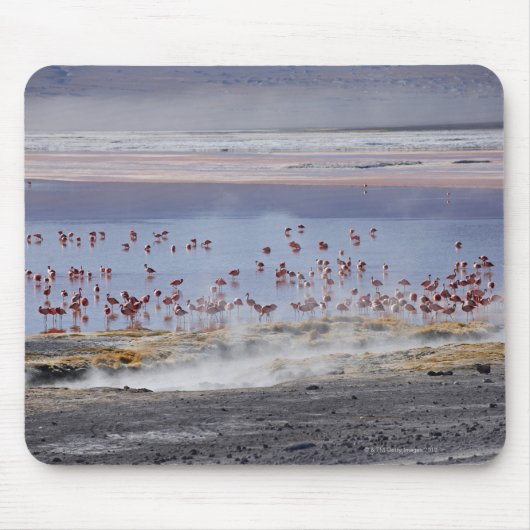 James's Flamingo, Phoenicoparrus jamesi Mousepad (Vorne)