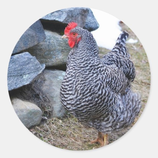 Janet The Chicken Sticker (Vorderseite)
