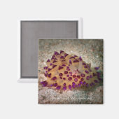 Janolus savinkini Square Magnet (Vorderseite/Rückseite)