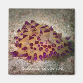 Janolus savinkini Square Magnet (Vorne)