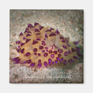 Janolus savinkini Square Magnet