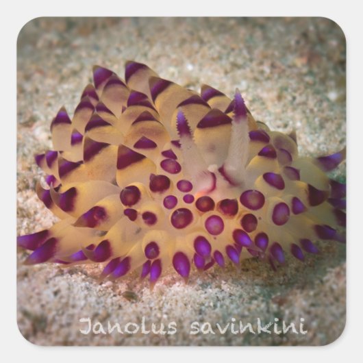 Janolus savinkini Stickers (Vorderseite)