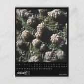 Januar 2010 Kalender Postkarte (Vorderseite)