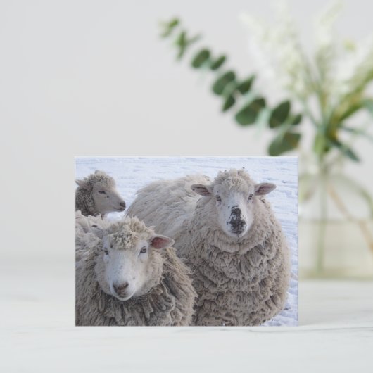 Januar 2010 postkarte (Stehend Vorderseite)