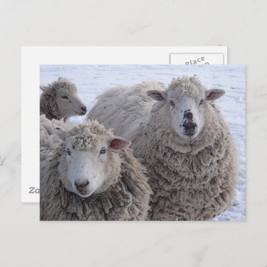 Januar 2010 postkarte (Vorne/Hinten)