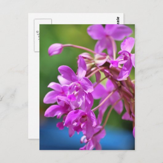 Januar Blossom Postkarte (Vorne/Hinten)