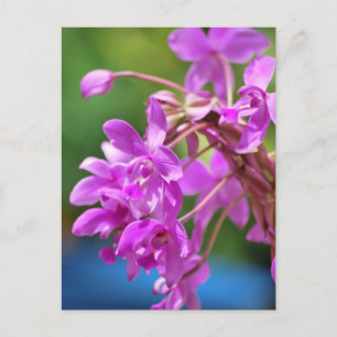 Januar Blossom Postkarte