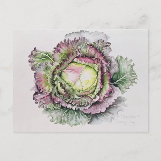 Januar King Cabbage Postkarte (Vorderseite)