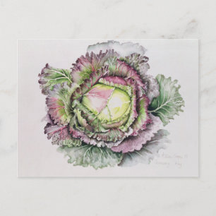 Januar King Cabbage Postkarte
