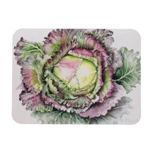Januar-König Cabbage Magnet