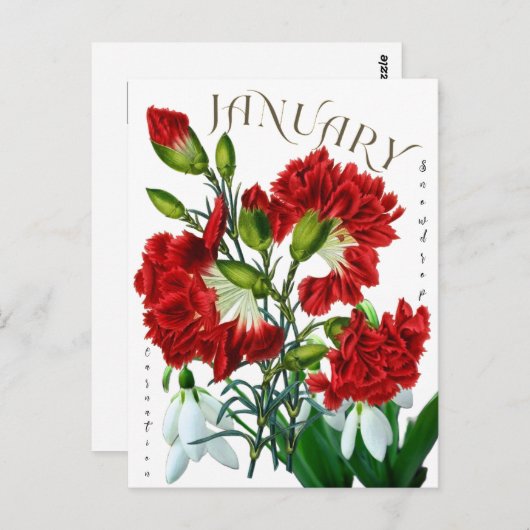 Januar Monat Snowdrop Carnation Extravagant Postkarte (Vorne/Hinten)