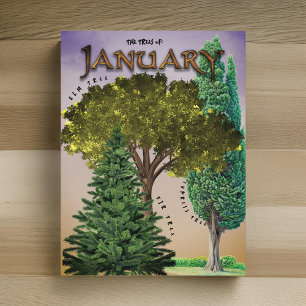 Januar Month Trees Elm Fir Cypress Postkarte
