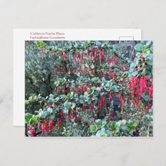 JANUAR POSTKARTE (Vorne/Hinten)