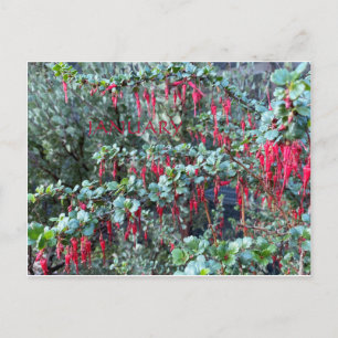 JANUAR POSTKARTE