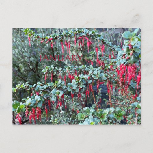 JANUAR POSTKARTE (Vorderseite)