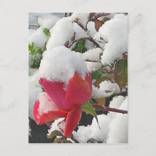 Januar Rose 2012 Postkarte