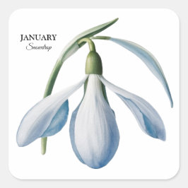 Januar Snowdrop Bloom - Personalisiertes Geschenk Quadratischer Aufkleber