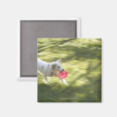 Japan 2 magnet (Vorderseite/Rückseite)