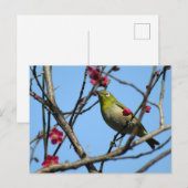 Japan-Brillenvogel: Japan Postkarte (Vorne/Hinten)
