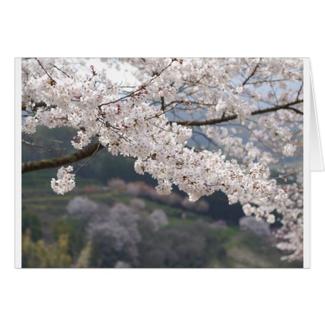 Japan Kumamoto Cherry Blossom (Vorderseite (Horizontal))