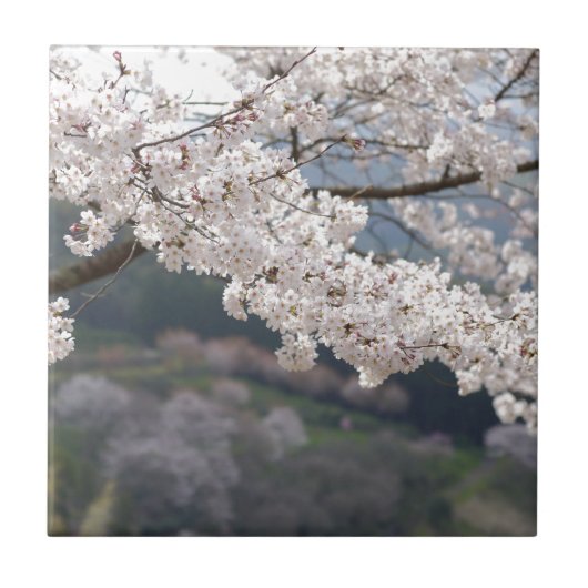 Japan Kumamoto Cherry Blossom Fliese (Vorderseite)